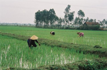 © IRD / Patrice Cayré Scène de culture du riz au nord Viet-Nam 