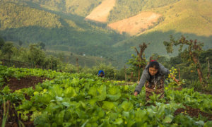 Structuration de réseaux et partage des connaissances pour le développement de l’agroécologie en Asie du Sud-Est structuration-de-reseaux-et-partage-des-connaissances-pour-le-developpement-de-lagroecologie-en-asie-du-sud-est