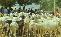 une-journee-pour-transformer-lelevage-dans-le-departement-de-fatick-senegal