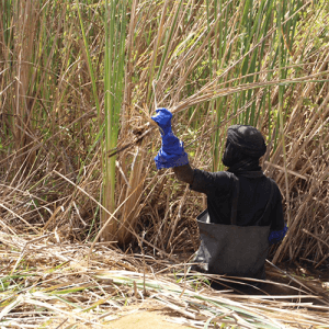 biocharbon_typha_mauritanie-300x300