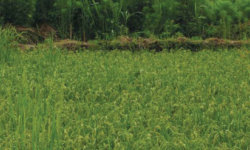 couv-guide-agroecologie-en-pratiques-2020-agrisud-aspect-ratio-2x3