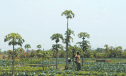 Mémento pour l'évaluation de l'agroécologie