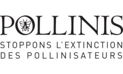 pollinis pollinis