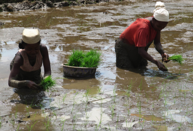 L’agriculture contractuelle peut-elle contribuer au renforcement des agricultures paysannes? L’agriculture contractuelle peut-elle contribuer au renforcement des agricultures paysannes?