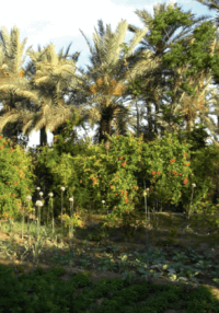 Oasis : importance de l’agrobiodiversité oasis-importance-de-lagrobiodiversite