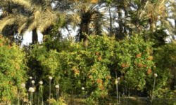 oasis-aspect-ratio-2-2.87