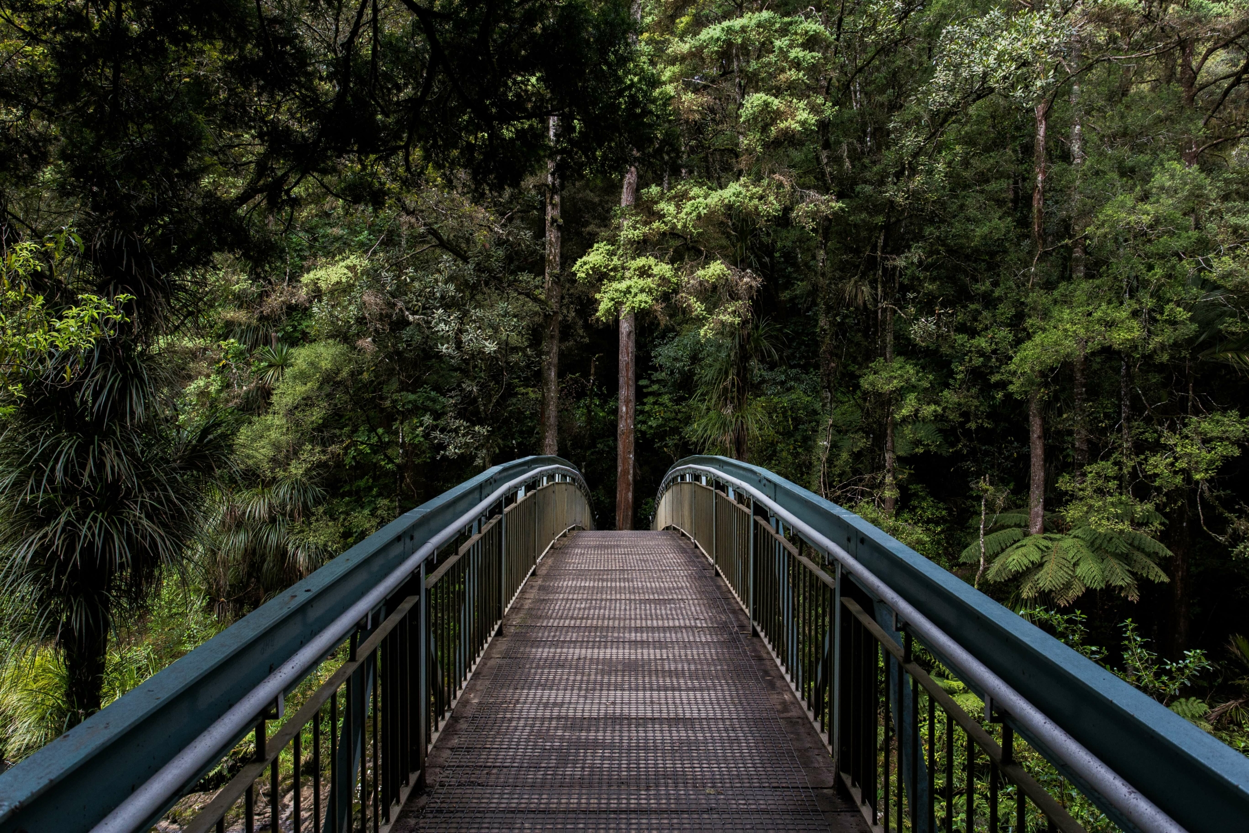 un pont vers la forêt tropicale