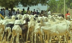 une-journee-pour-transformer-lelevage-dans-le-departement-de-fatick-senegal